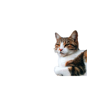 A Domestic Cat Lounging Near The Ancient Ruins Of Celsus Library In Ephesus, Turkey. 16654 - Cat PNG image with transparent background